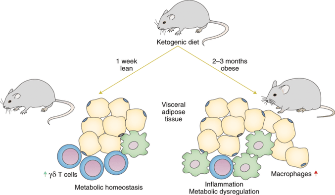 Suivre un régime céto entraîne une diminution des cellules immunitaires gamma delta T et une augmentation du nombre de macrophages dans le tissu adipeux.