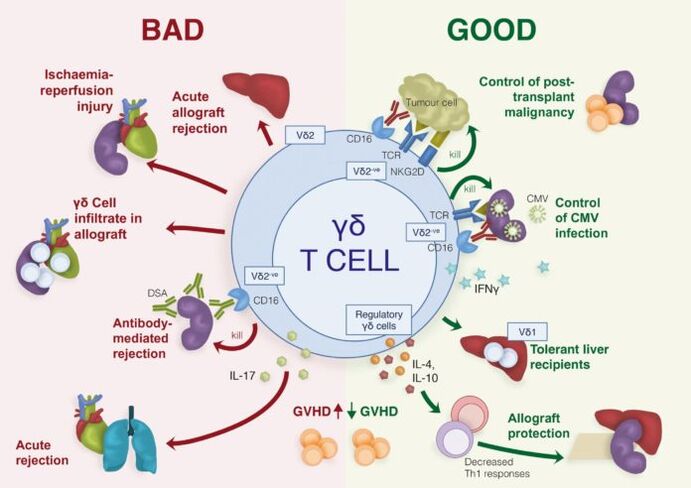rôles positifs et négatifs des cellules T γδ immunitaires